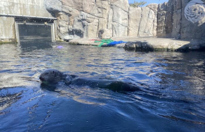 Monterey Bay trip otters swimming