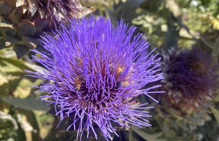 Monterey Bay trip purple flower