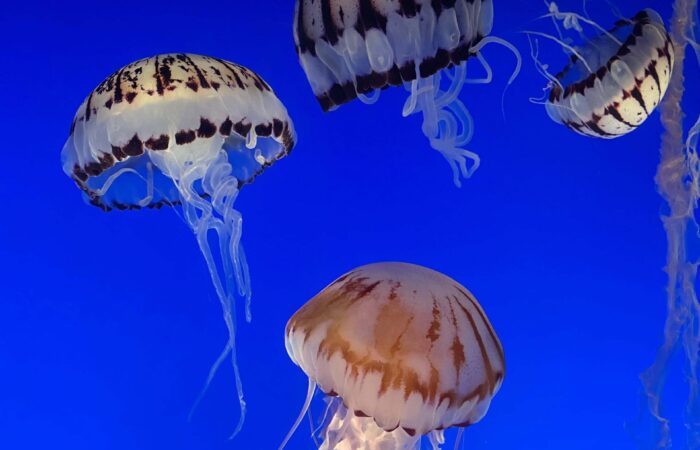Monterey Bay trip jellyfish swimming
