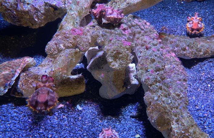Monterey Bay trip cuttle fish in a tank
