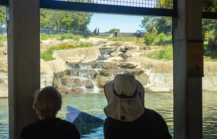 Oakland Zoo trip participants looking into an enclosure with a waterfall