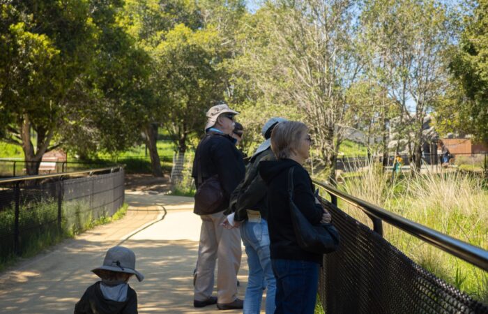 Oakland Zoo trip participants looking into an enclosure