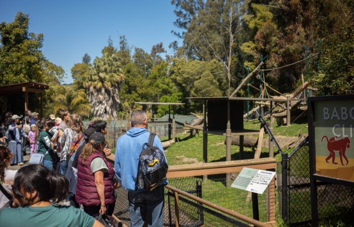 Oakland Zoo trip participants looking into an enclosure