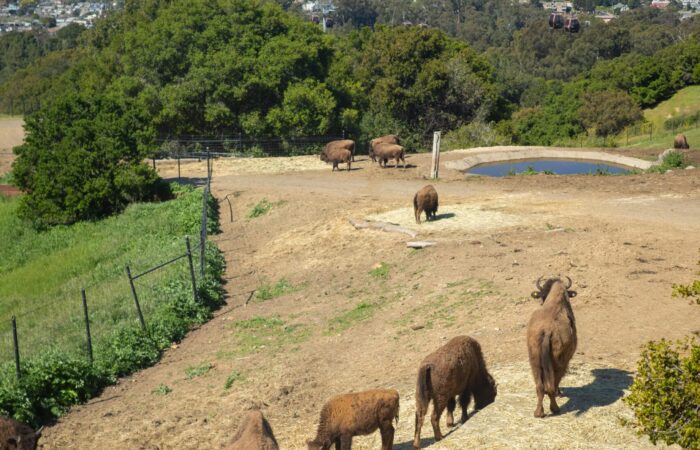 Oakland Zoo trip buffalo enclosure overlooking city