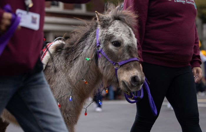 Holiday parade donkey