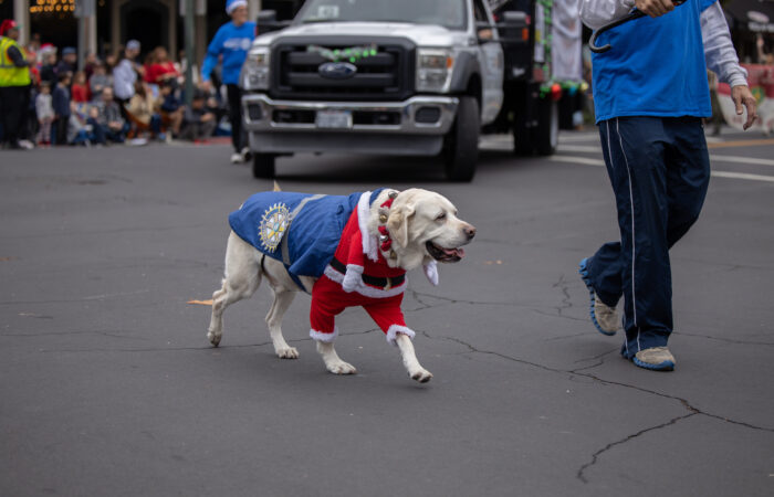 Holiday Parade dog with rotary blanket